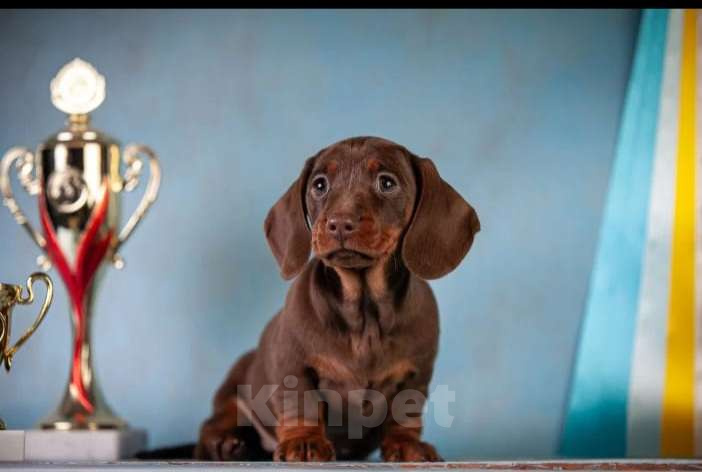 Собаки в Москве: Клубные щенки кроличьей таксы 100% Мальчик, 70 000 руб. - фото 8