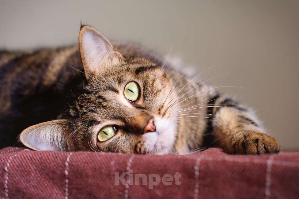 Кошки в Москве: Шикарный мраморный кот в добрые руки Мальчик, Бесплатно - фото 5