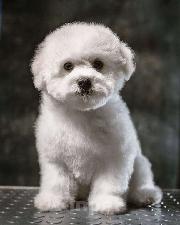 Собаки в Москве: Щенки ищут хозяев  Девочка, 60 000 руб. - фото 2