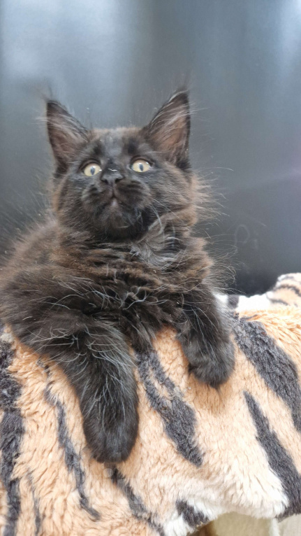 Кошки в Ижевске: Котята мейн-кун Девочка, 50 000 руб. - фото 2