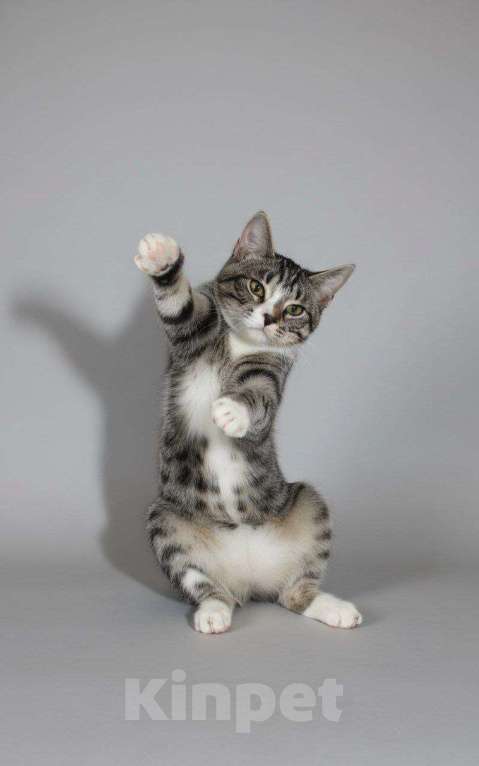 Кошки в Москве: Питомец только в добрые руки Мальчик, 1 руб. - фото 3