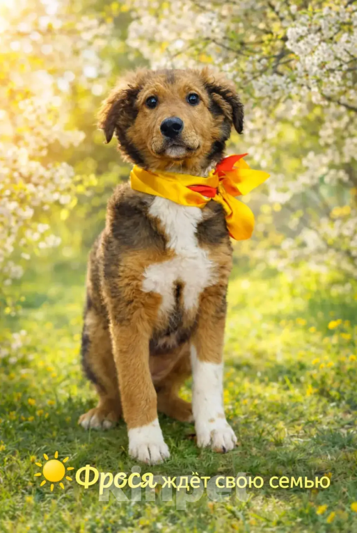 Собаки в других городах Краснодарского края: жду тебя,мама Девочка, 10 руб. - фото 1