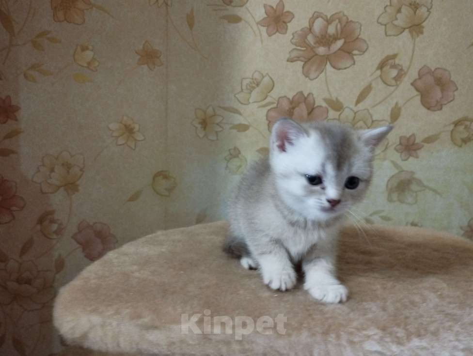 Кошки в Ростове-на-Дону: Девочка Девочка, 3 500 руб. - фото 4