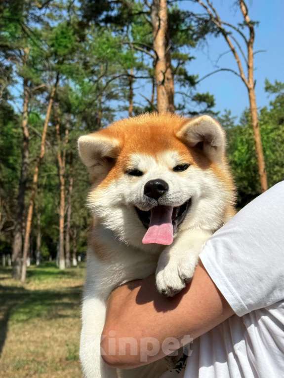 Собаки в Краснодаре: Японская Красавица  Девочка, Бесплатно - фото 4