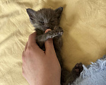 Кошки в Москве: Спасённая малышка ищет любящий дом! Девочка, Бесплатно - фото 6