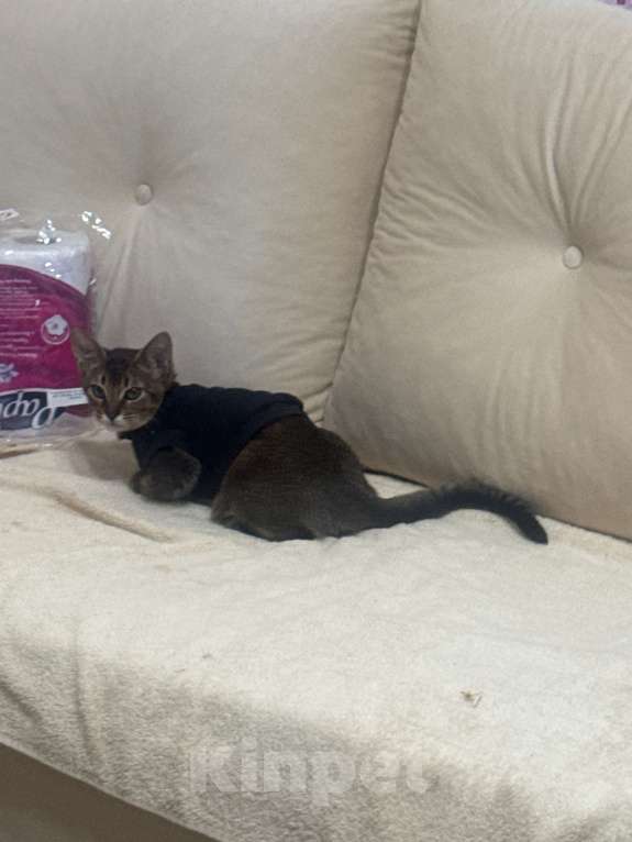 Кошки в Сочи: Отдам кошку за символическую сумму  Девочка, 4 000 руб. - фото 1