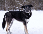 Собаки в Солнечногорске: Милый ушастик в добрые руки Мальчик, Бесплатно - фото 1