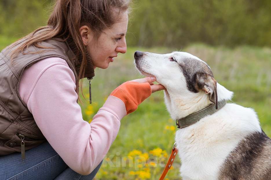 Собаки в Москве: Ласковая девочка в добрые руки. Собака из приюта ищет дом Девочка, Бесплатно - фото 2