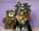 Собаки в Москве: Йоркширский терьер щенок мальчик Мальчик, 55 000 руб. - фото 1