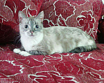 Кошки в Ливны: Кошечка Эльза в дар, 100 руб. - фото 3