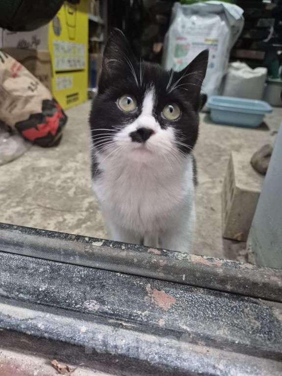 Кошки в Краснодаре: Очаровательная кошечка в добрые руки Девочка, Бесплатно - фото 2