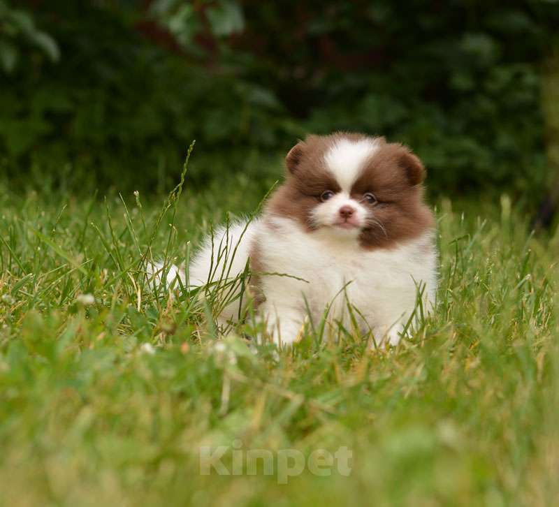 Собаки в Подольске: Бело - коричневая девочка шпица Девочка, Бесплатно - фото 1