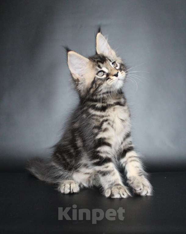 Кошки в Екатеринбурге: Котёнок мейн-кун Кабалерон Мальчик, 50 000 руб. - фото 6