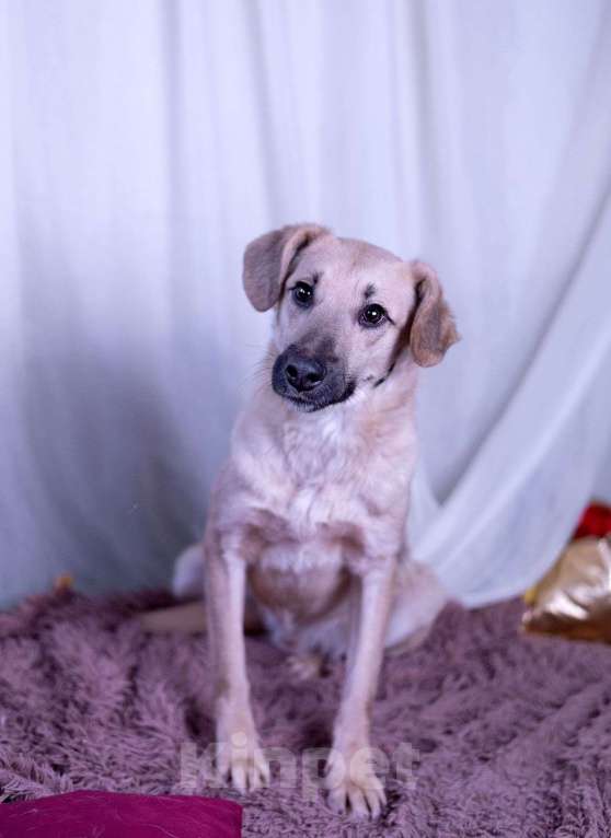 Собаки в других городах Московской области: Мальчик Бруно Мальчик, Бесплатно - фото 2