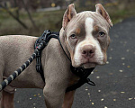 Собаки в Калаче-На-Доне: Американский булли Мальчик, 55 000 руб. - фото 1