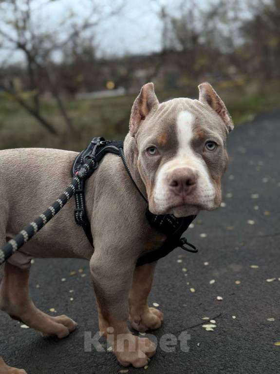 Собаки в Калаче-На-Доне: Американский булли Мальчик, 55 000 руб. - фото 1