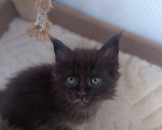 Кошки в Калуге: Котята мейн-кун Мальчик, Бесплатно - фото 1