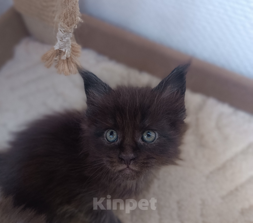 Кошки в Калуге: Котята мейн-кун Мальчик, Бесплатно - фото 1