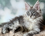 Кошки в Санкт-Петербурге: Кошечка мейн кун серебряная Девочка, 30 000 руб. - фото 1