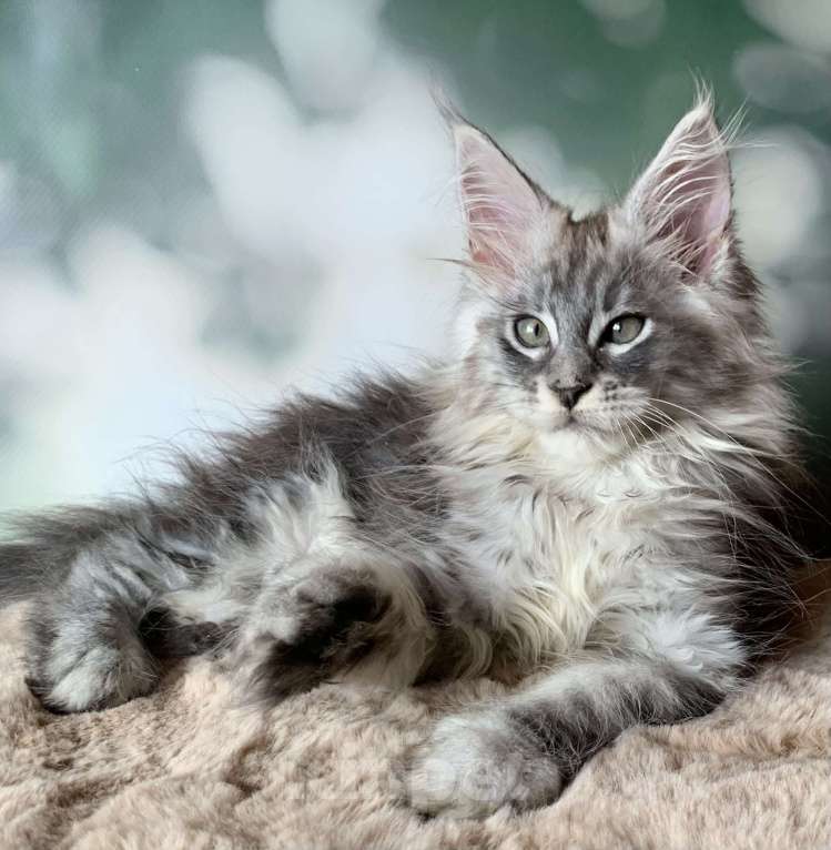 Кошки в Санкт-Петербурге: Кошечка мейн кун серебряная Девочка, 30 000 руб. - фото 1