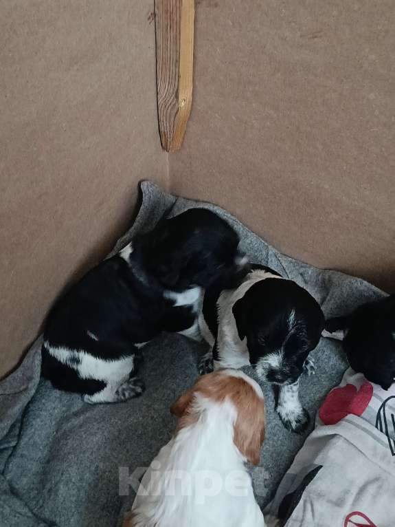 Собаки в других городах Владимирской области: Щенок  девочка Девочка, 39 000 руб. - фото 5