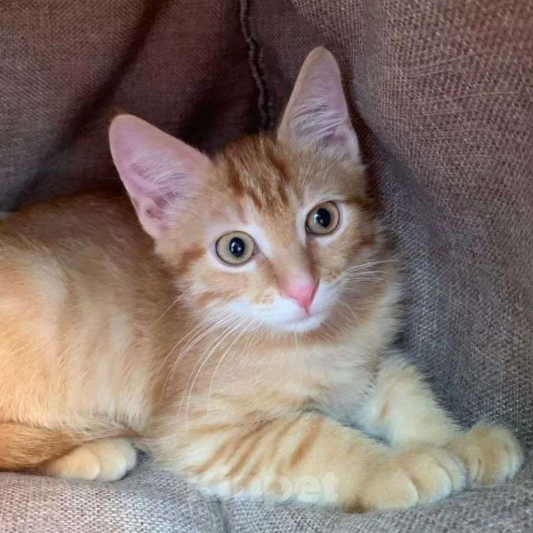 Кошки в Москве: Котёнок Огонёк Мальчик, Бесплатно - фото 2