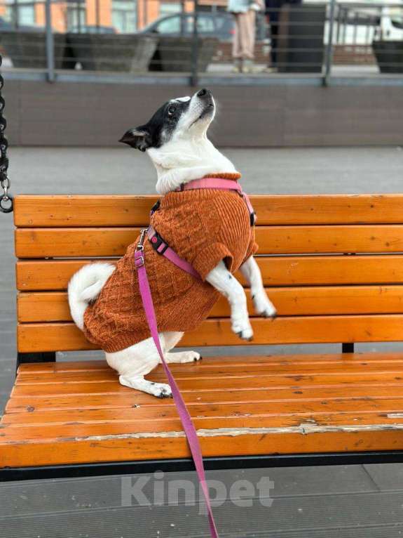Собаки в Москве: 🏡 Ищем дом для леди 🐾 Девочка, Бесплатно - фото 3