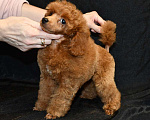 Собаки в Долгопрудном: Пуделя щенок  миниатюрный рыжий  КВИККИ  Мальчик, 100 000 руб. - фото 5