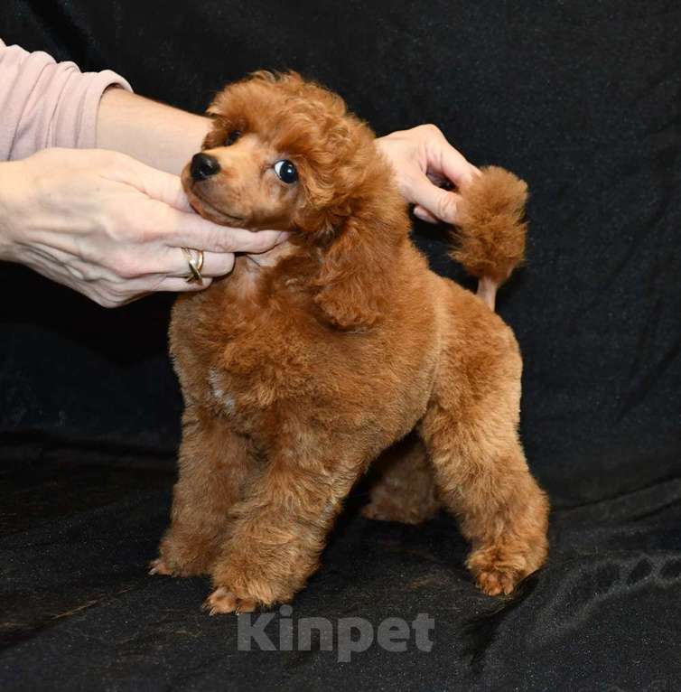 Собаки в Долгопрудном: Пуделя щенок  миниатюрный рыжий  КВИККИ  Мальчик, 100 000 руб. - фото 5