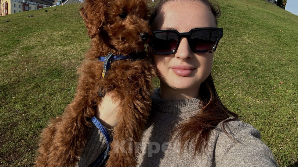 Собаки в Краснодаре: Продам мальтипу мальчик  Мальчик, 60 000 руб. - фото 3