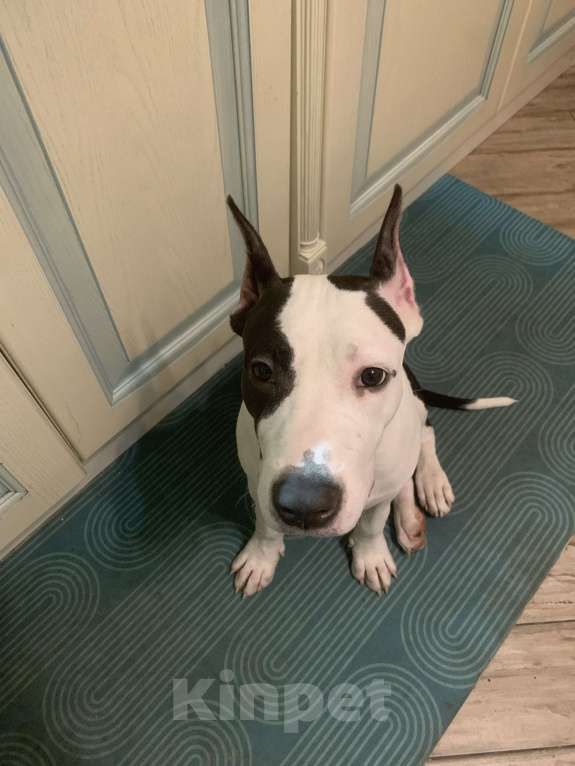 Собаки в Москве: Щенок амстаффа 8 месяцев  Мальчик, 1 000 руб. - фото 3