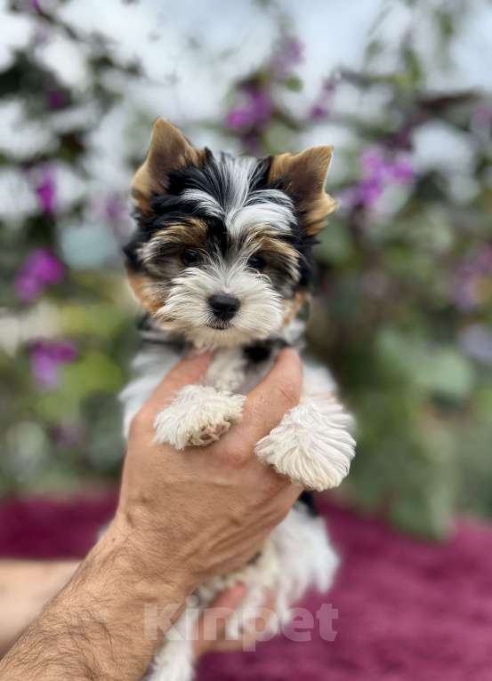 Собаки в других городах Владимирской области: Бивер девочка Девочка, 100 000 руб. - фото 3