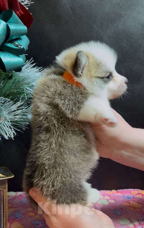 Собаки в Москве: Вельш корги пемброк девочка без хвостика Девочка, 50 000 руб. - фото 6