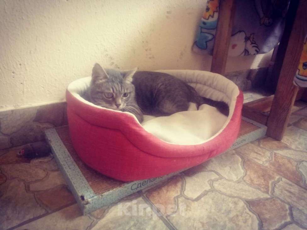 Кошки в Балашихе: Очаровательный котик ищет семью. Мальчик, Бесплатно - фото 2