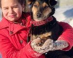 Собаки в Москве: Очаровательный песик мечтает найти самую любящую семью! Мальчик, 10 руб. - фото 2