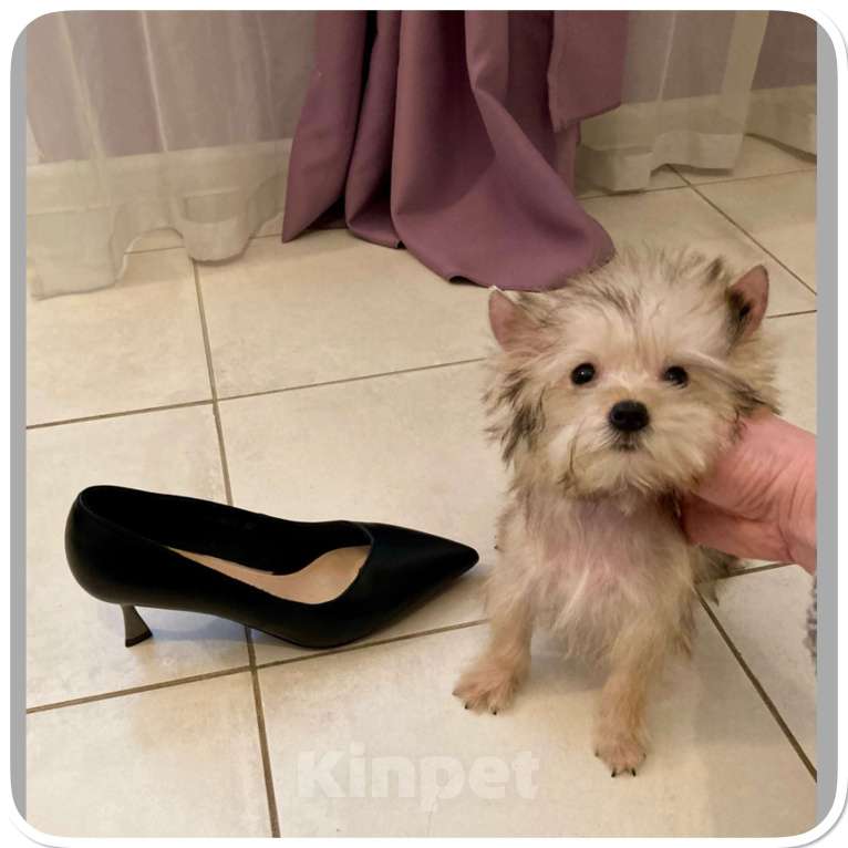 Собаки в Москве: Голддаст йорк микро девочка золотая Девочка, 65 000 руб. - фото 1