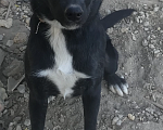 Собаки в Евпатории: Блек Мальчик, 1 руб. - фото 3