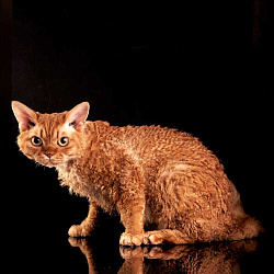 Немецкий рекс