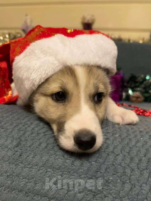 Собаки в Лосином-Петровском: Эдвин якутенок  Мальчик, Бесплатно - фото 4