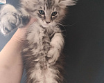 Кошки в Санкт-Петербурге: Котёнок Девочка, 25 000 руб. - фото 2