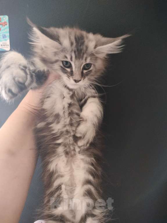 Кошки в Санкт-Петербурге: Котёнок Девочка, 25 000 руб. - фото 2