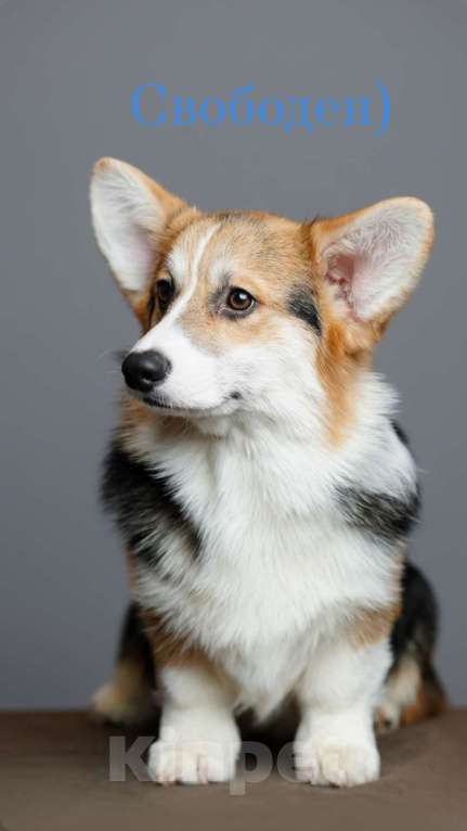 Собаки в Санкт-Петербурге: Корги Мальчик, 90 000 руб. - фото 1