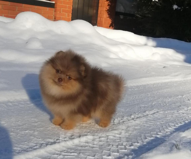 Собаки в Санкт-Петербурге: Шпиц мальчик Мальчик, 50 000 руб. - фото 1