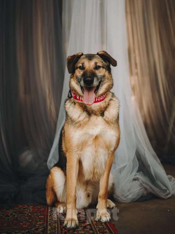 Собаки в Москве: Супер Бро ищет дом Мальчик, Бесплатно - фото 4