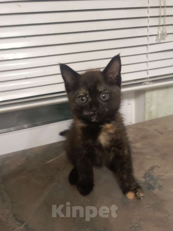 Кошки в других городах Ленинградской области: кошечка 2,5 месяца, от мамы Мейн-Кун Девочка, 5 000 руб. - фото 2