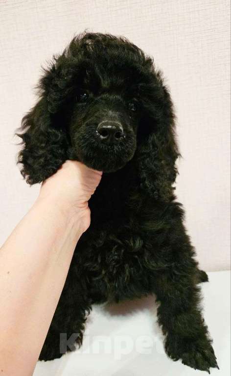 Собаки в других городах Самарской области: Малый (средний) пудель.  Девочка, 80 000 руб. - фото 2