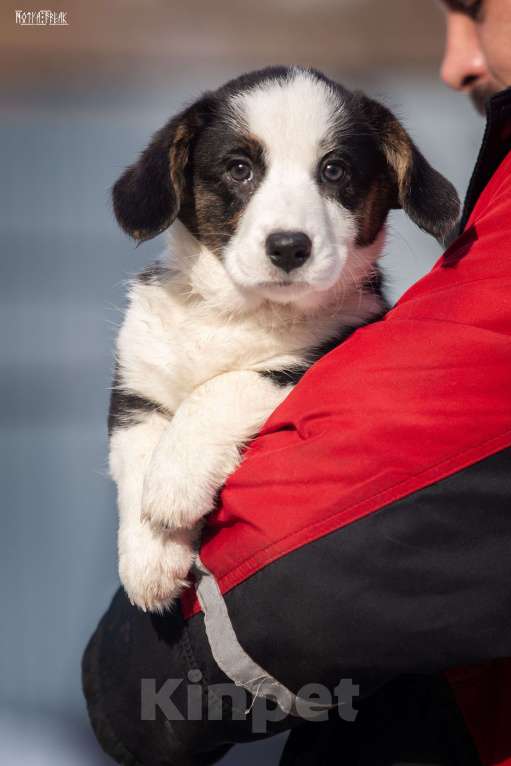 Собаки в Москве: Девочка корги Девочка, Бесплатно - фото 3