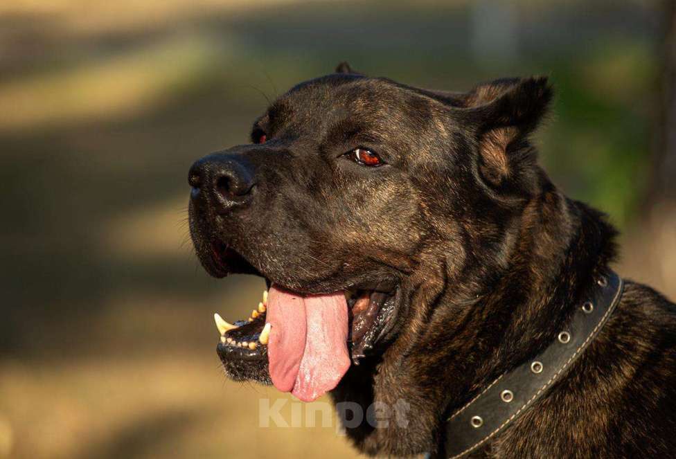 Собаки в Москве: Необыкновенный красавец кане-корсо Рэй в добрые руки Мальчик, Бесплатно - фото 2