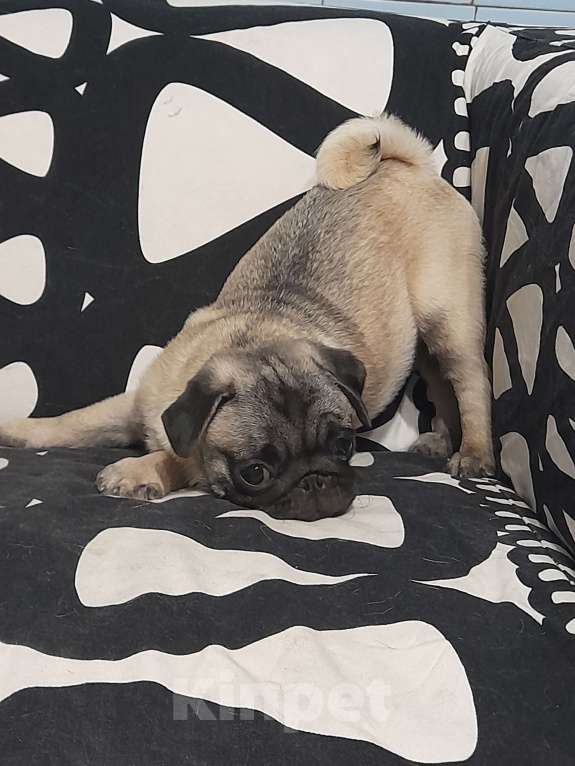 Собаки в Ростове-на-Дону: ТАЙ ЙОДА Девочка, 35 000 руб. - фото 3