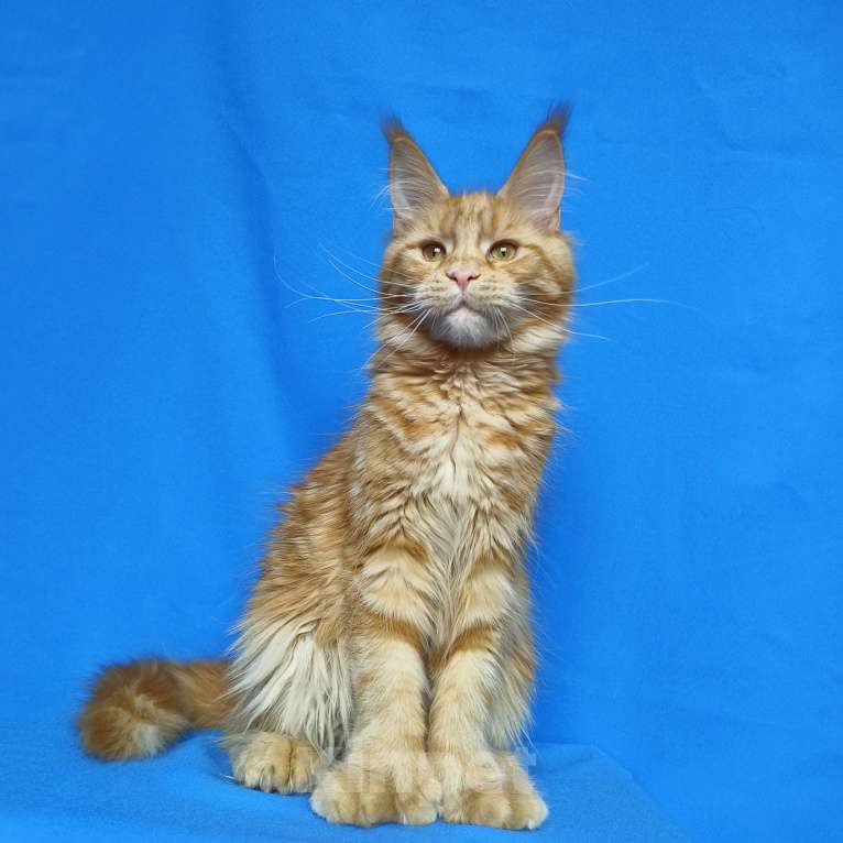 Кошки в Москве: Котёнок Мейн-Кун полидакт Девочка Девочка, 70 000 руб. - фото 4